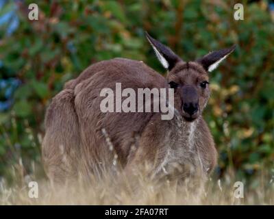 WESTERN Grey Kangaroo (Macropus fuliginosus) grast, versteckt im Gras, Deep Creek, South Australia. Stockfoto