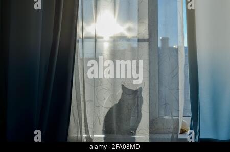 Die Katze sitzt auf der Fensterbank und durch den Vorhang sieht man seinen Schatten, eine Silhouette. Heller, sonniger Tag vor dem Fenster. Stockfoto