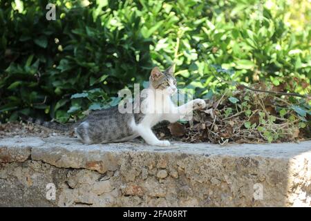 Makarska, Kroatien. August 2014 Stockfoto