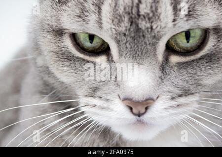 Nahaufnahme einer grauen pelzigen tabby Katze mit grünen Augen und einer rosa Nase, die in den Rahmen schaut. Stockfoto