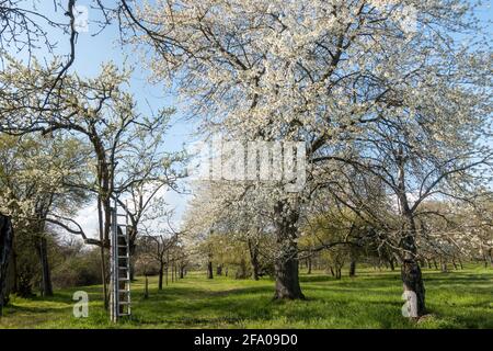 Blühender Obstgarten mit mehreren blühenden Apfelbäumen im Frühling. Frisches grünes Gras und blauer Himmel bei Tageslicht. Schöne Frühlingsfarben von Bloomin Stockfoto