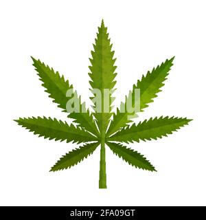 Grünes realistisches Marihuana-Blatt, medizinisches Cannabis detailliertes Symbol auf weißem Hintergrund Stock Vektor