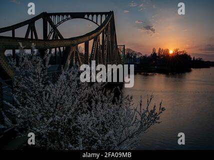 Ein blühender Kirschbaum an der Glienicker Brücke Von Spionen zwischen Potsdam und Berlin Stockfoto