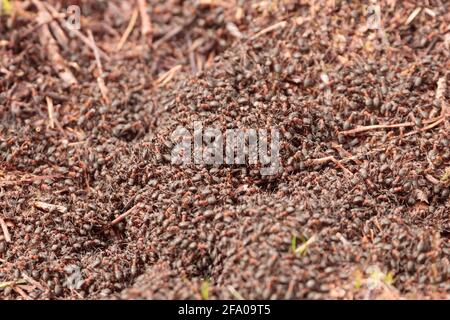 Holzameise (Formica rufa) nisten. Surrey, Großbritannien. Stockfoto
