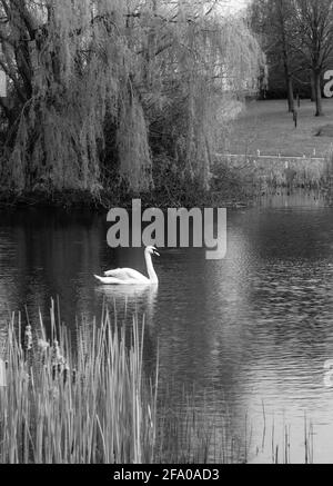 Weißer stummer Schwan, der in einem Teich im Campbell Park in Milton Keynes schwimmt, mit einem großen weinenden Weidenbaum im Hintergrund. Stockfoto