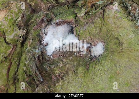 Kolonie von Wolly-Apfelläusen oder amerikanischer Blight (Eriosoma lanigerum). Es ist ein wichtiger Schädling von Apfelbäumen. Stockfoto