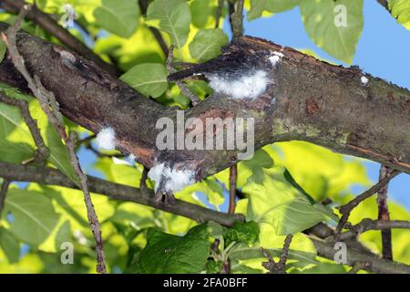 Kolonie von Wolly-Apfelläusen oder amerikanischer Blight (Eriosoma lanigerum). Es ist ein wichtiger Schädling von Apfelbäumen. Stockfoto