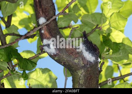 Kolonie von Wolly-Apfelläusen oder amerikanischer Blight (Eriosoma lanigerum). Es ist ein wichtiger Schädling von Apfelbäumen. Stockfoto