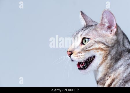 Open Mouth Silver Bengal Cat Nahaufnahme Porträt im Studio Stockfoto