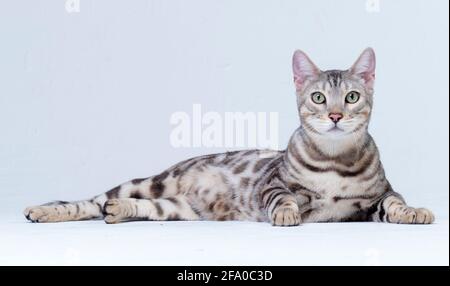 Erwachsene Silber Bengalkatze liegt auf dem Boden auf einem Heller Hintergrund im Studio Stockfoto