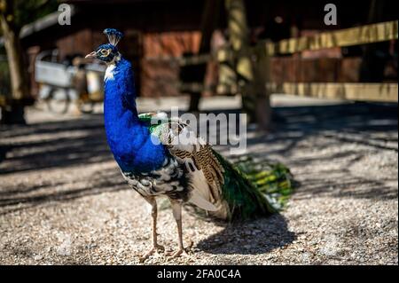 Porträt eines blauen Pfaus. Indische Pfauenmännchen mit langem Schwanz. Schönheit in der Natur. Schönheit in der Natur. Stockfoto