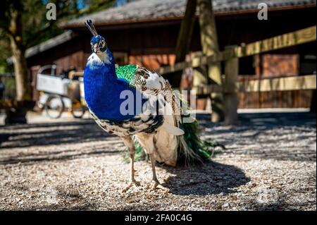 Porträt eines blauen Pfaus. Indische Pfauenmännchen mit langem Schwanz. Schönheit in der Natur. Schönheit in der Natur. Stockfoto