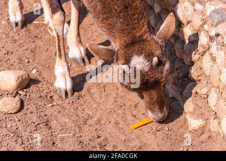 Die kleine europäische Mufflonziege frisst am Nachmittag aus nächster Nähe eine Karotte, omestische Schafe Stockfoto