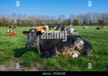 Große Kuh, die an einem Frühlingsmorgen in West Sussex, England, Großbritannien, auf einem Feld mit anderen Rindern (Kühen) auf Gras liegt und sich entspannt. Stockfoto