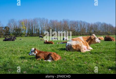 Junges Kalb (Rinder, Kühe), das an einem Frühlingsmorgen in West Sussex, England, Großbritannien, auf Gras auf einem Feld liegt. Stockfoto