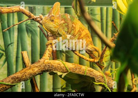 Grünes Chamäleon verschmilzt mit der Umwelt. Chameleon verkleidet sich unter den Blättern von Bäumen im Regenwald Stockfoto