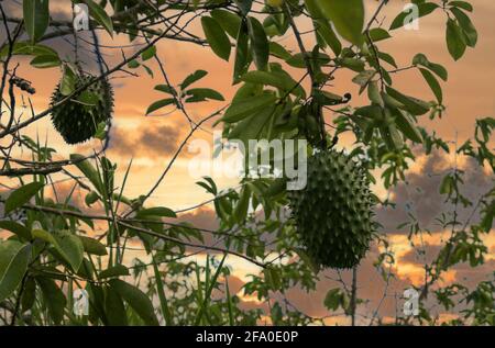 Grüner Sauerteig oder stacheliger Kustelapfel am Baum. Stockfoto