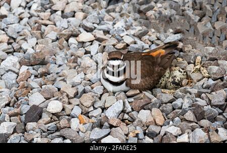 Ein weiblicher killdeer-Plünderung auf ihren Vögeln nisten in einem Gesteinsbett, um das Ei vor den Verderbern zu verbergen Stockfoto