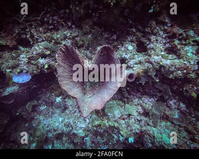 Schöner Hintergrund der erstaunlichen Unterwasserwelt Stockfoto