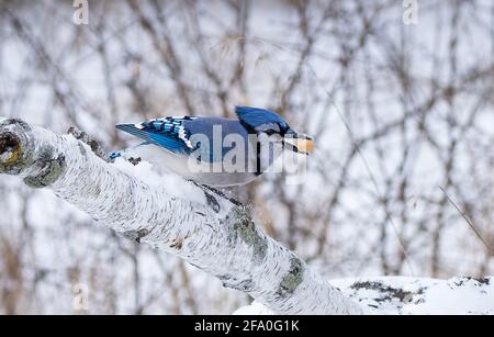 Blue Jay thronte im Winter mit auf einem Birkenstamm Eine Erdnuss im Mund Stockfoto
