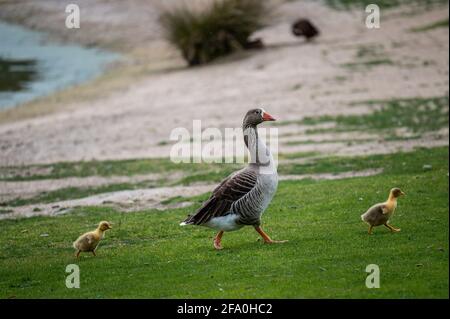 Eine Graugans (Anser anser) Mit seinen zwei Gänseküken in einem Teich während eines Frühlings Tag Stockfoto