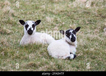 Schottische Blackface Lamb-Zwillinge, die im Frühjahr vor die Kamera schauen Stockfoto