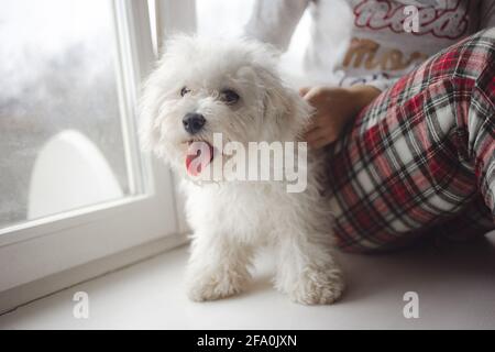 Beschnittenes Bild der weiblichen Tierbesitzerin, die mit einer schönen, flauschigen Sitzgelegenheit sitzt Weißer bichon Frisehund zu Hause Stockfoto