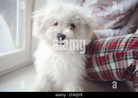Beschnittenes Bild der weiblichen Tierbesitzerin, die mit einer schönen, flauschigen Sitzgelegenheit sitzt Weißer bichon Frisehund zu Hause Stockfoto