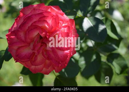 Eine Anlage mit Farbwechsel Rosen. Multicolor Rosen mit erstaunliche Kombination og rot, gelb, orange und rosa sieht aus wie helles Licht in es. Natürliche Stockfoto