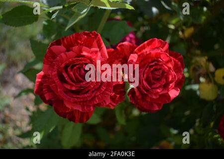 Rosenspray aus rotem Marmor mit einer Marmorfarbe von dunkelroten Striche (Winkel). Schöne Krawatte Farbstoff Rosenblüten in der Nähe. Marmor rote Rosenblüten, in voller Stockfoto