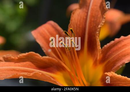 Helles orange Lilie Blumen in den sonnigen Garten, weiche selektiven Fokus. Die volle Blüte der tief orange asiatische Lilie im Sommer blühender Garten. Helles orange Stockfoto