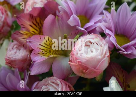 Wunderschöner Valentinstag-Strauß, romantischer Strauß frischer Rosen und Alstroemeria aus nächster Nähe. Floraler Hintergrund. Bouquet von Alstroemeria blüht voll Stockfoto