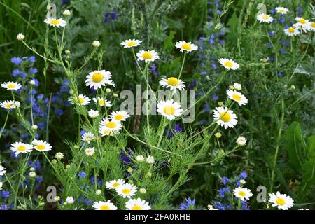 Schöne Kamille Gänseblümchen Blumen auf verschwommenem grünen Hintergrund mit blauem Himmel. Makroaufnahme mit selektivem Fokus und flachem Freiheitsgrad Stockfoto
