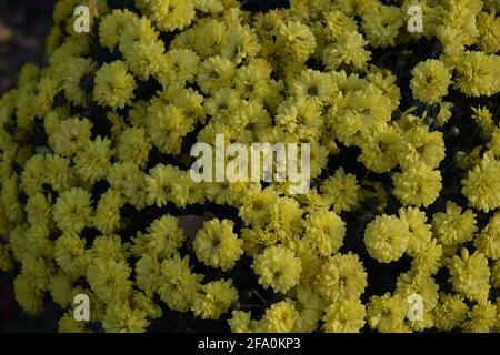Ungewickelte Blüten von gelben Chrysanthemen. Gelbe Chrysanthemen im Park im Herbst Stockfoto