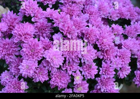 Lila Chrysantheme Blüten. Blumenbeet von lila Chrysanthemen, Hintergrund für Postkarte oder Kalender. Wandern im Park und genießen schönen Herbst Stockfoto