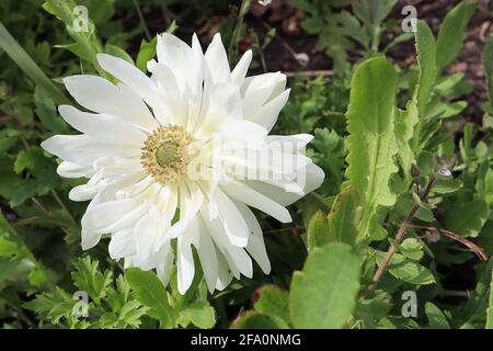 Anemone coronaria ‘Harmony Double White’ doppelte weiße Mohn-Anemone – weiße Doppelblüten mit schlanken Blütenblättern und grünem Zentrum, April, England, Großbritannien Stockfoto