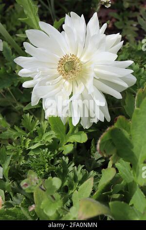 Anemone coronaria ‘Harmony Double White’ doppelte weiße Mohn-Anemone – weiße Doppelblüten mit schlanken Blütenblättern und grünem Zentrum, April, England, Großbritannien Stockfoto