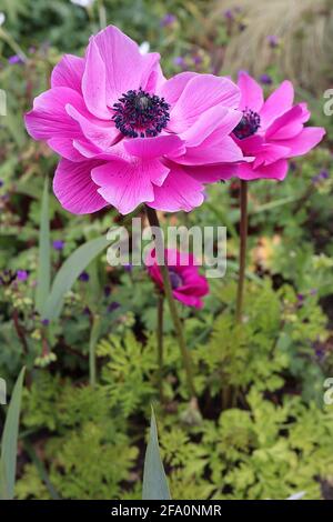 Anemone coronaria ‘St Brigid Double Dark Pink’ double Poppy anemone – doppelte dunkelrosa Blüten auf farnähnlichen Blättern, April, England, Großbritannien Stockfoto