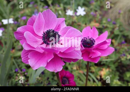 Anemone coronaria ‘St Brigid Double Dark Pink’ double Poppy anemone – doppelte dunkelrosa Blüten auf farnähnlichen Blättern, April, England, Großbritannien Stockfoto