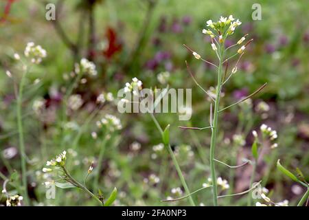 Arabidopsis thaliana Thale-Kresse – kleine weiße Blüten auf grünen Stielen, April, England, Großbritannien Stockfoto