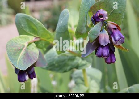 Cerinthe major purpurascens blaue Honigwürze – tiefviolett geriffelte glockenförmige Blüten und blaugrüne Blätter, April, England, Großbritannien Stockfoto