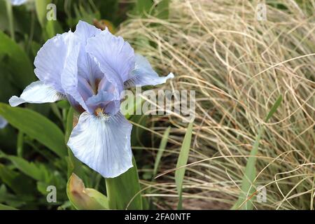 Iris germanica ‘Jane Phillips’ Hellblaue obere und hellblaue untere Blütenblätter, gelbweißer Bart, große bärtige Iris-Gruppe TB April, England, Großbritannien Stockfoto