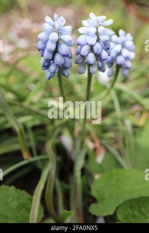 Muscari armeniacum ‘Peppermint’ Traubenhyazinthe Peppermint – sehr hellblaue Blüten mit blauen Tönungen und Streifen, April, England, Großbritannien Stockfoto