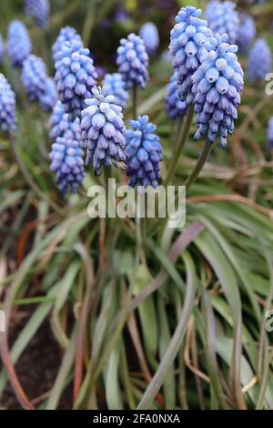 Muscari armeniacum ‘Peppermint’ Traubenhyazinthe Peppermint – sehr hellblaue Blüten mit blauen Tönungen und Streifen, April, England, Großbritannien Stockfoto