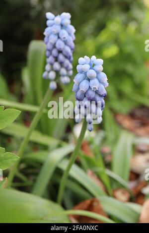 Muscari armeniacum ‘Peppermint’ Traubenhyazinthe Peppermint – sehr hellblaue Blüten mit blauen Tönungen und Streifen, April, England, Großbritannien Stockfoto