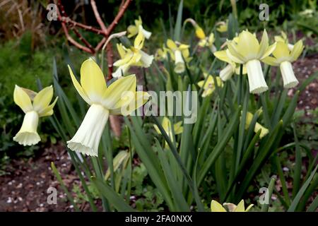 Narcissus / Daffodil ‘Lemon Silk’ Division 6 Cyclamineus Daffodils Zitronengelbe Trompete und Zitronencremetrompete, April, England, UK Stockfoto