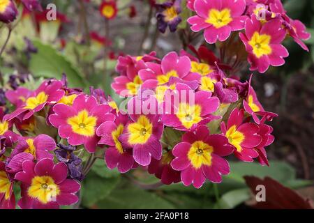 Primula Crescendo Pink and Rose Shades (Crescendo Series) Primrose Crescendo Pink – leuchtend rosa Blüten mit gelbem Zentrum, April, England, Großbritannien Stockfoto