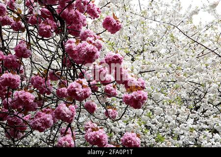 Prunus ‘Kanzan’ Kanzan Kirschblüte – gestielte Cluster aus doppelt rosa Blüten, April, England, Großbritannien Stockfoto