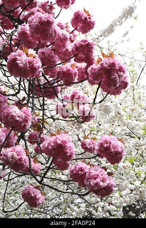 Prunus ‘Kanzan’ Kanzan Kirschblüte – gestielte Cluster aus doppelt rosa Blüten, April, England, Großbritannien Stockfoto