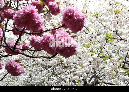 Prunus ‘Kanzan’ Kanzan Kirschblüte – gestielte Cluster aus doppelt rosa Blüten, April, England, Großbritannien Stockfoto